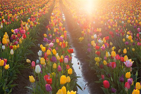 simsearch:400-08400581,k - Multi Colors Tulip Flowers Rows Glowing in the Sun During Spring Season at Tulip Farm in Woodburn Oregon Photographie de stock - Aubaine LD & Abonnement, Code: 400-07502473
