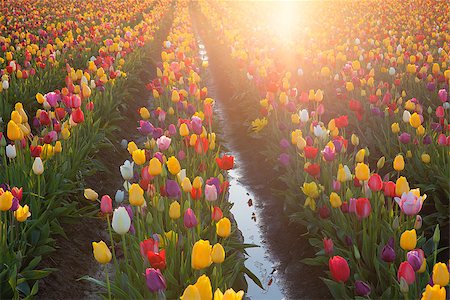 simsearch:400-07501633,k - Multi Colors Tulip Flowers Rows Glowing in the Sun During Spring Season at Tulip Farm in Woodburn Oregon Photographie de stock - Aubaine LD & Abonnement, Code: 400-07502473