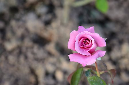 simsearch:400-07510882,k - roses on a bush in a garden , beautiful flower Stockbilder - Microstock & Abonnement, Bildnummer: 400-07502617