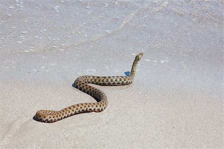 sea defence - snake on the wet sand on the beach Stock Photo - Budget Royalty-Free & Subscription, Code: 400-07502646