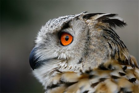 An Eurasian Eagle owl (B. bubo), one of the worlds largest owls Photographie de stock - Aubaine LD & Abonnement, Code: 400-07502876