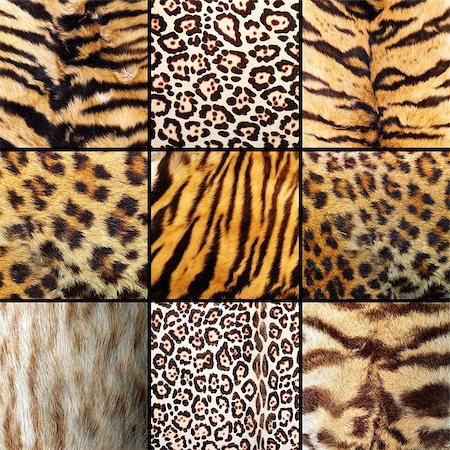 collection of wild cats fur, tigers, leopards and ocelot Photographie de stock - Aubaine LD & Abonnement, Code: 400-07502926