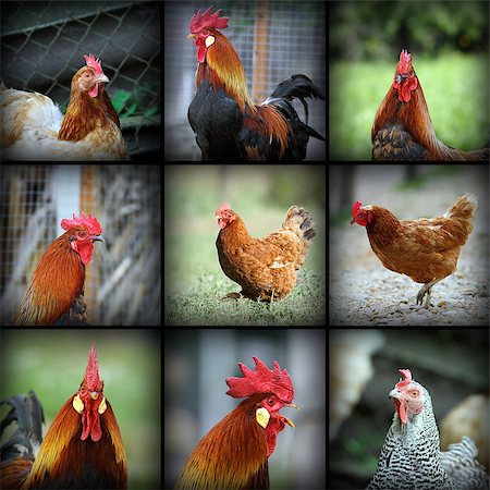 simsearch:659-01866131,k - beautiful images with farm birds taken in the farmyard Foto de stock - Royalty-Free Super Valor e Assinatura, Número: 400-07502923