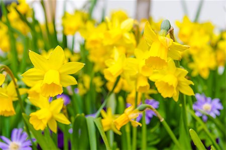 daffodil flower - Yellow daffodil Stock Photo - Budget Royalty-Free & Subscription, Code: 400-07503001