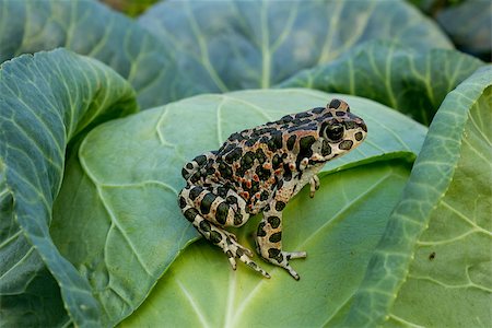 spotted frog - Earthen frog sits on cabbage Stock Photo - Budget Royalty-Free & Subscription, Code: 400-07503120