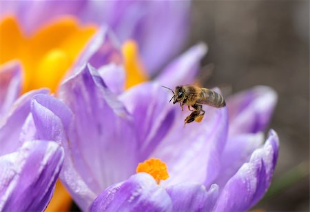 queen bee - Bee at work Foto de stock - Super Valor sin royalties y Suscripción, Código: 400-07503365