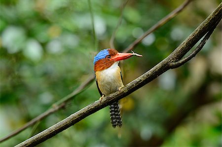 simsearch:400-07321735,k - beautiful male banded kingfisher (Lacedo pulchella) in Thai forest Stockbilder - Microstock & Abonnement, Bildnummer: 400-07503392