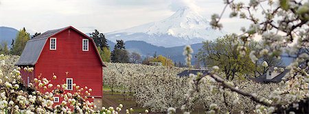 Pear Tree Orchard with Red Barn and Mount Hood in Hood River Oregon During Spring Season Panorama Fotografie stock - Microstock e Abbonamento, Codice: 400-07503544