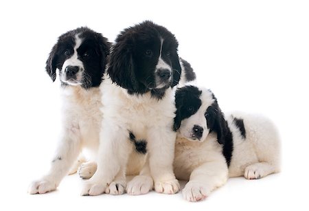 purebred puppies landseer in front of white background Stock Photo - Budget Royalty-Free & Subscription, Code: 400-07503799