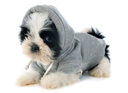 shiatsu - dressed puppy shitzu in front of white background Stockbilder - Microstock & Abonnement, Bildnummer: 400-07503809