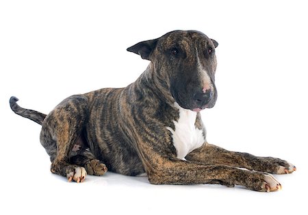 simsearch:400-06565923,k - bull terrier in front of white background Photographie de stock - Aubaine LD & Abonnement, Code: 400-07503817