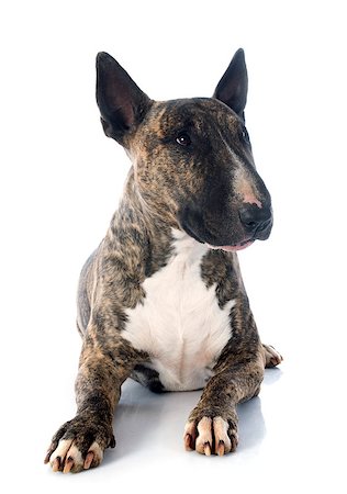 simsearch:400-06565923,k - bull terrier in front of white background Photographie de stock - Aubaine LD & Abonnement, Code: 400-07503818