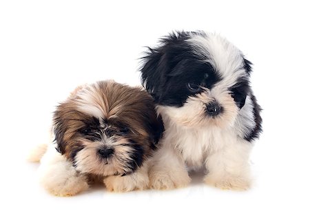 shiatsu - puppies shitzu in front of white background Stockbilder - Microstock & Abonnement, Bildnummer: 400-07503810