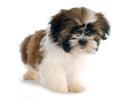 shiatsu - puppy shitzu in front of white background Stockbilder - Microstock & Abonnement, Bildnummer: 400-07503811