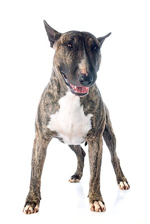 simsearch:400-06565923,k - bull terrier in front of white background Photographie de stock - Aubaine LD & Abonnement, Code: 400-07503820