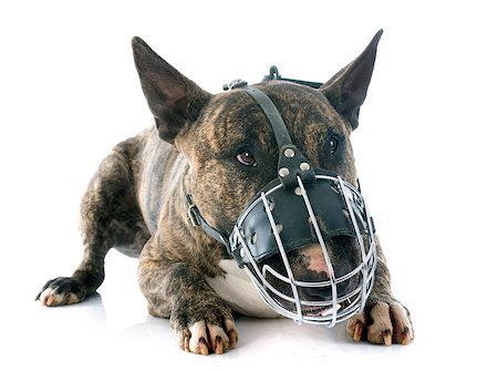 simsearch:400-06565923,k - bull terrier and muzzle in front of white background Photographie de stock - Aubaine LD & Abonnement, Code: 400-07503821