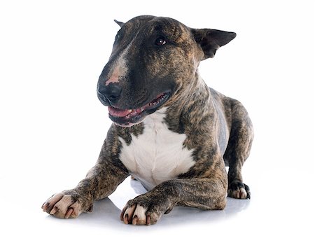 simsearch:400-06565923,k - bull terrier in front of white background Photographie de stock - Aubaine LD & Abonnement, Code: 400-07503822