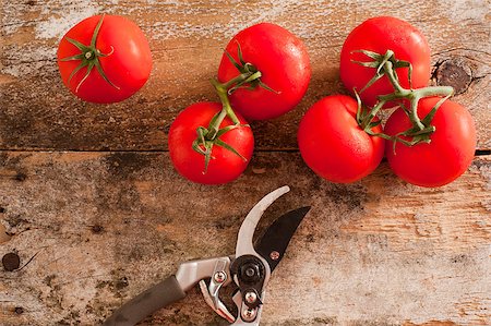 stockarch (artist) - Garden fresh ripe red tomatoes picked from the vine lying on an old rustic wooden table with pruning shears or secateurs, overhead view Foto de stock - Royalty-Free Super Valor e Assinatura, Número: 400-07503889