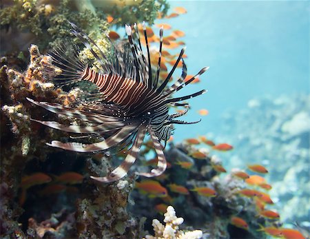 scorpaenidae - Lionfish on red sea reef background Stock Photo - Budget Royalty-Free & Subscription, Code: 400-07503902