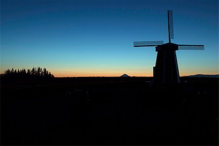 Silhouette of Windmill with Mt Hood in the Distance at Tulip Field in Woodburn Oregon During Sunrise Stock Photo - Budget Royalty-Free & Subscription, Code: 400-07503981