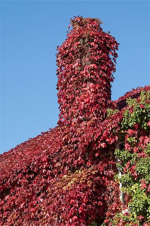 parra virgen - creeping red ivy covering a cottage rooftop Foto de stock - Super Valor sin royalties y Suscripción, Código: 400-07514327