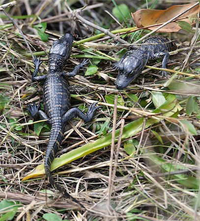 Baby Alligators In Florida Wetlands Photographie de stock - Aubaine LD & Abonnement, Code: 400-07514865