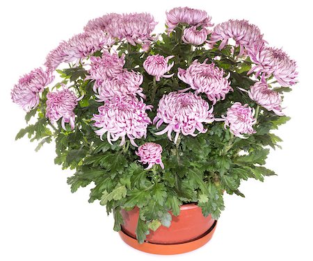 simsearch:400-04576781,k - A pot of beautiful magenta chrysanthemums isolated on white background Photographie de stock - Aubaine LD & Abonnement, Code: 400-07515074