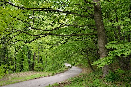 Road in Forest with Early spring Green Trees Stock Photo - Budget Royalty-Free & Subscription, Code: 400-07515201