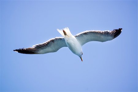 simsearch:400-05130053,k - A Seagull flies in the clear blue sky. Sunny. Stock Photo - Budget Royalty-Free & Subscription, Code: 400-07515242