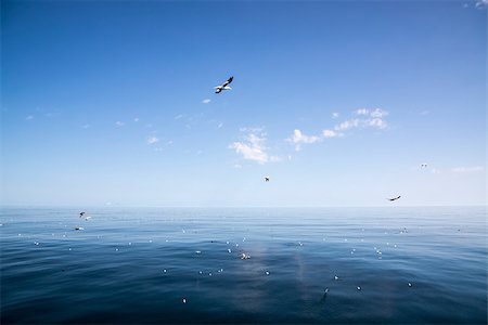 Beautiful sunny day with blue sky over the sea. Calm. Fotografie stock - Microstock e Abbonamento, Codice: 400-07515254