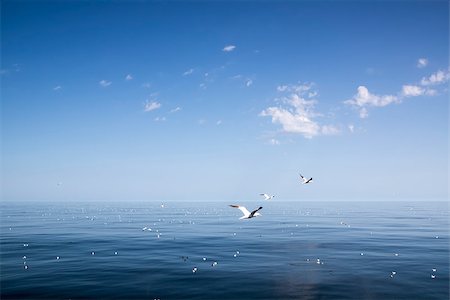 Beautiful sunny day with blue sky over the sea. Calm. Fotografie stock - Microstock e Abbonamento, Codice: 400-07515255