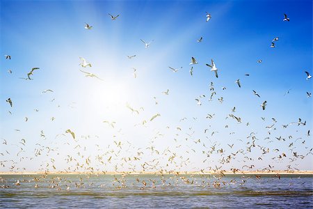 A large number of seagulls flying over the sea surface. Sunset. Stock Photo - Budget Royalty-Free & Subscription, Code: 400-07515280