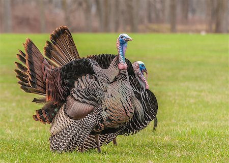 Wild turkey strutting for a mate in the spring mating season. Stock Photo - Budget Royalty-Free & Subscription, Code: 400-07515395