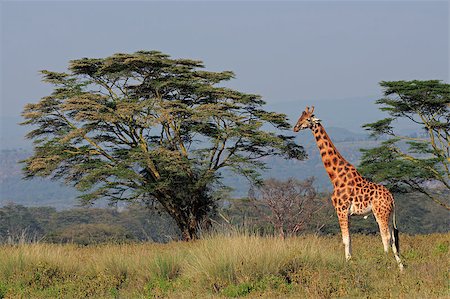 Rare Rothschilds giraffe (Giraffa camelopardalis rothschildi), Lake Nakuru National Park, Kenya Stock Photo - Budget Royalty-Free & Subscription, Code: 400-07515511