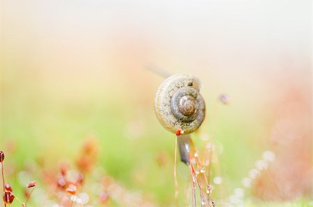 Snails and moss macro shot in the garden or forest Stock Photo - Budget Royalty-Free & Subscription, Code: 400-07515599