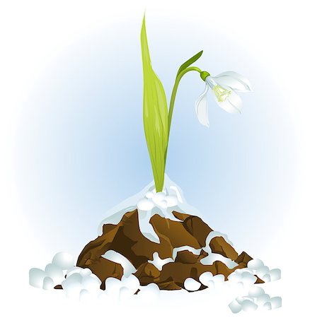 simsearch:400-04424294,k - snowdrop growing vector Stock Photo - Budget Royalty-Free & Subscription, Code: 400-07516018
