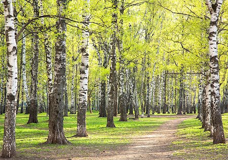 simsearch:400-08348471,k - Evening sunny spring birch park with first greens in May Stockbilder - Microstock & Abonnement, Bildnummer: 400-07516083