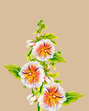 Hollyhock flowers. Watercolor Stockbilder - Microstock & Abonnement, Bildnummer: 400-07516090
