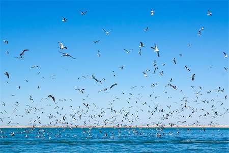 A large number of seagulls flying over the sea surface. Sunny day. Fotografie stock - Microstock e Abbonamento, Codice: 400-07516321