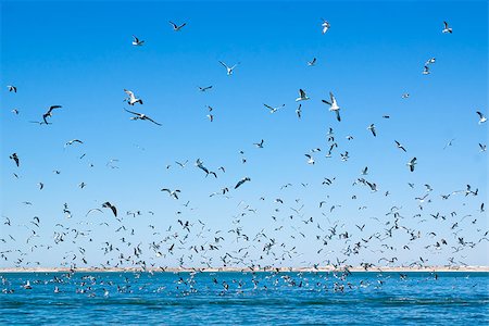 simsearch:400-06097989,k - A large number of seagulls flying over the sea surface. Sunny day. Photographie de stock - Aubaine LD & Abonnement, Code: 400-07516321