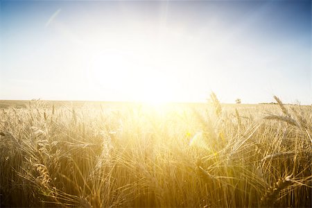 Wheat field on a Sunset. Agriculture. Photographie de stock - Aubaine LD & Abonnement, Code: 400-07516337