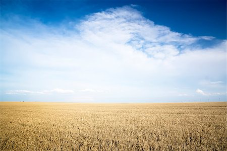 Rye field on a Sunny day. Agriculture. Foto de stock - Super Valor sin royalties y Suscripción, Código: 400-07516333