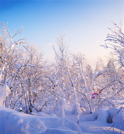 simsearch:400-06412616,k - Winter forest. Sunrise, soft blue and pink hues. Snowdrifts. Photographie de stock - Aubaine LD & Abonnement, Code: 400-07516344