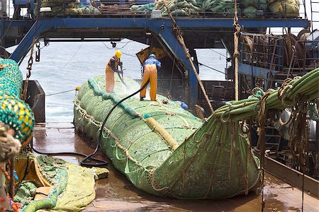 Fishing vessel. Great catch of fish in thrall. The process of casting the fish in the tank. Large freezer trawlers. Fotografie stock - Microstock e Abbonamento, Codice: 400-07516352