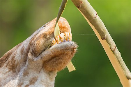 simsearch:400-08628372,k - Close up of a adult giraffe eating Foto de stock - Super Valor sin royalties y Suscripción, Código: 400-07516588