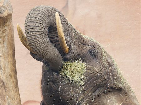 eastern cape - Elephant eating grass showing trunk with grass in mouth Photographie de stock - Aubaine LD & Abonnement, Code: 400-07516582