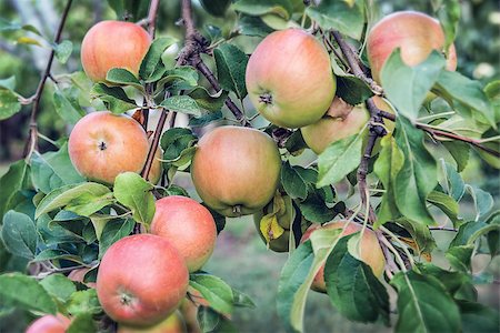 simsearch:400-04904209,k - Red apples on apple tree branch Photographie de stock - Aubaine LD & Abonnement, Code: 400-07516735
