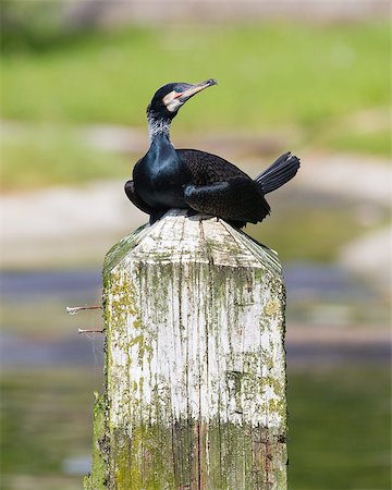 Cape Cormorant resting on a pole, close-up Stock Photo - Budget Royalty-Free & Subscription, Code: 400-07516958