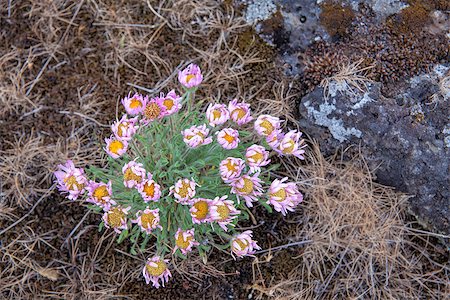 Cushion Daisies Desert Wildflowers at Horsethief Butte State Park in Washington Closeup Stock Photo - Budget Royalty-Free & Subscription, Code: 400-07517155