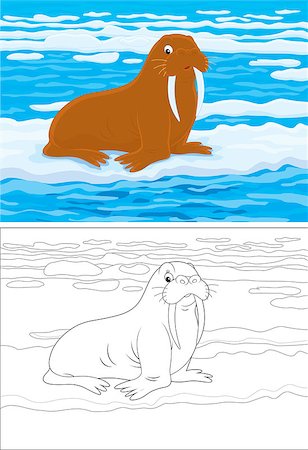 Big brown walrus lying on ice in a polar sea, color and outline vector illustrations Stock Photo - Budget Royalty-Free & Subscription, Code: 400-07517385